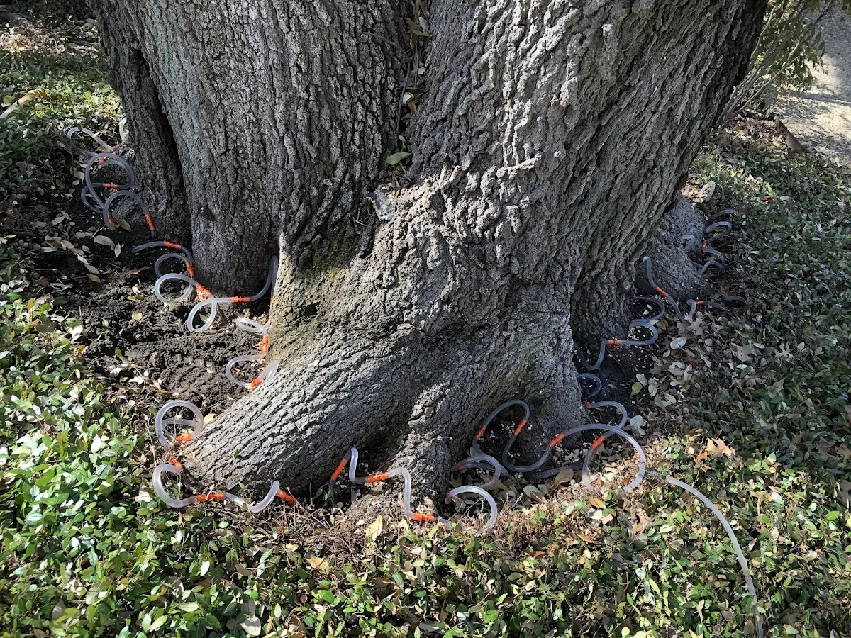 Detailed Tree Cabling and Bracing job site in Greybull