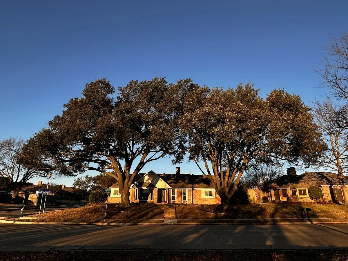 Established residential canopy tree shading a home in Greybull